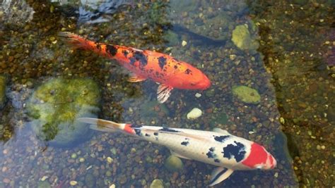 錦鯉要養幾隻|錦鯉：照顧和飼養這些美麗魚類的完整指南